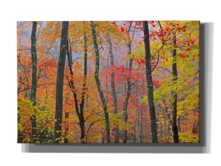 Autumn Colors  by Patrick Zephyr, Canvas Wall Art Fashion