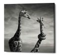 Twisted Sister  by Dariusz Klimczak, Canvas Wall Art Online