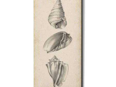 Antique Shell Study Panel II  by Ethan Harper, Canvas Wall Art Online Sale