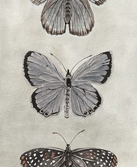 CIN3728 - Antique Butterflies I - 9x18 For Cheap