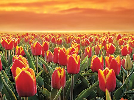 MPP947 - Tulips on Fire - 18x12 Hot on Sale