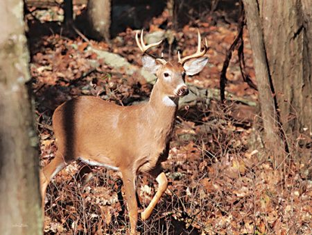 LD3202 - Deer on Alert - 16x12 For Cheap