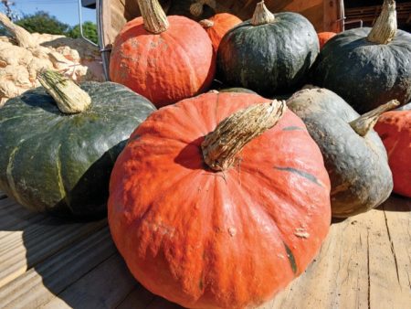 Kabocha Squash Local (per pound) Sale